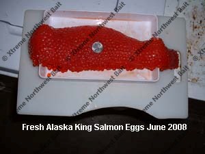 Fresh Salmon Egg, Fresh Salmon Roe, Xtreme Northwest Bait Co